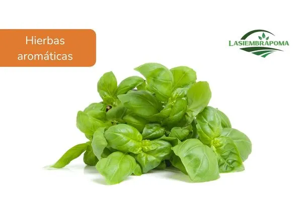 Albahaca