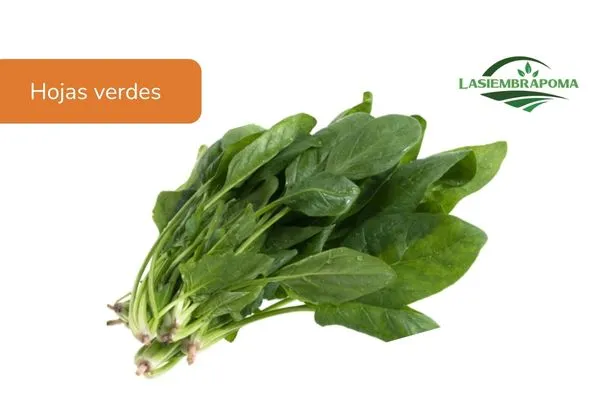 Espinaca
