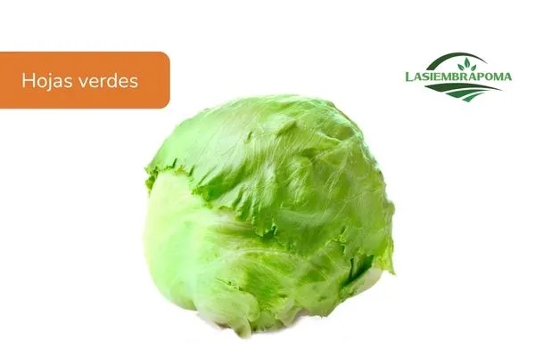 Lechuga americana