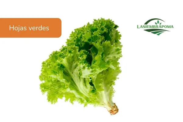 Lechuga organica