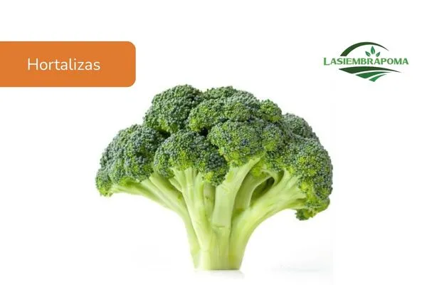Brocoli