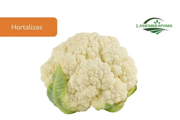 Coliflor